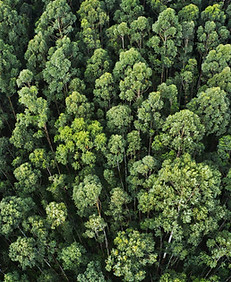 overhead-aerial-shot-thick-forest-with-beautiful-trees-greenery.jpg